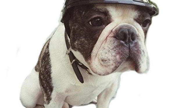 Stock Show Dog Helmet Reviews