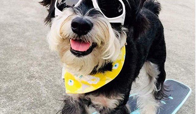 Homesupplier Dog Sunglasses Reviews