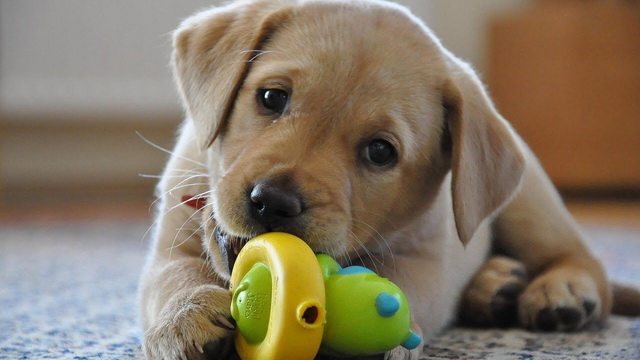 Top 5 Puppy teething toys in 2019