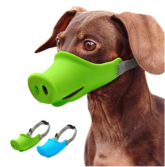 dog accessories online