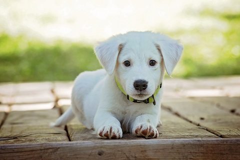 Royal Canin Maxi Puppy Reviews